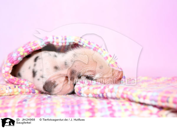 Saugferkel / baby pig / JH-24968
