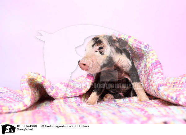 Saugferkel / baby pig / JH-24969