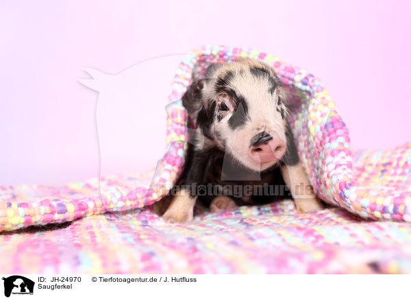 Saugferkel / baby pig / JH-24970