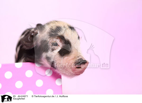 Saugferkel / baby pig / JH-24971