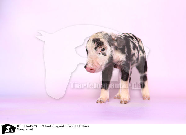 Saugferkel / baby pig / JH-24973