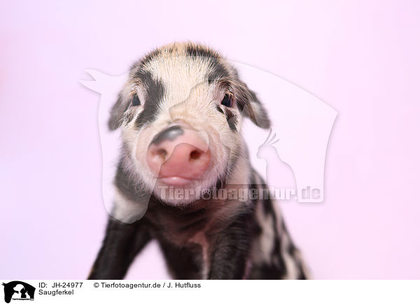 Saugferkel / baby pig / JH-24977