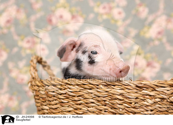 Saugferkel / baby pig / JH-24998
