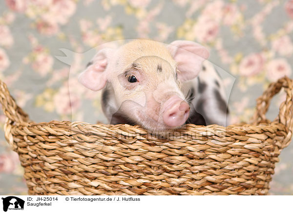 Saugferkel / baby pig / JH-25014