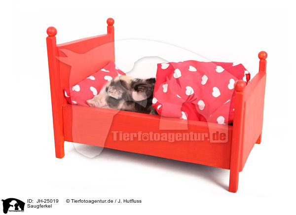 Saugferkel / baby pig / JH-25019