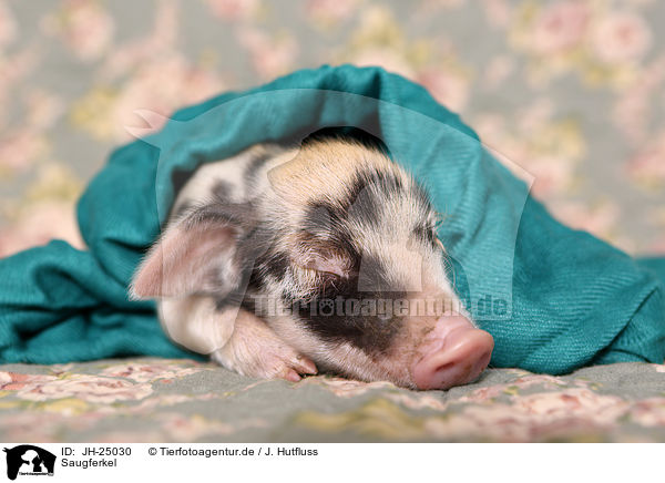 Saugferkel / baby pig / JH-25030