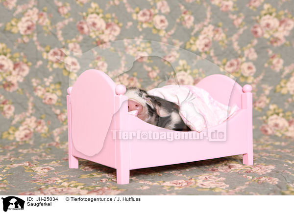 Saugferkel / baby pig / JH-25034