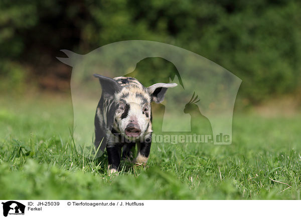 Ferkel / piglet / JH-25039