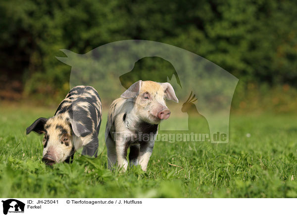 Ferkel / piglets / JH-25041