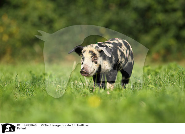 Ferkel / piglet / JH-25046