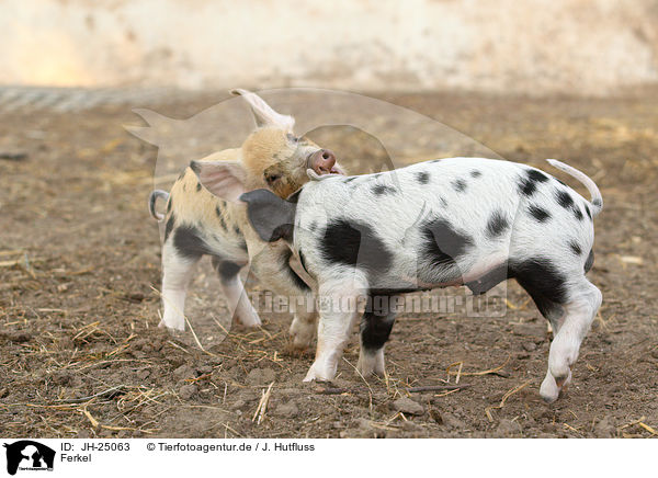 Ferkel / piglets / JH-25063