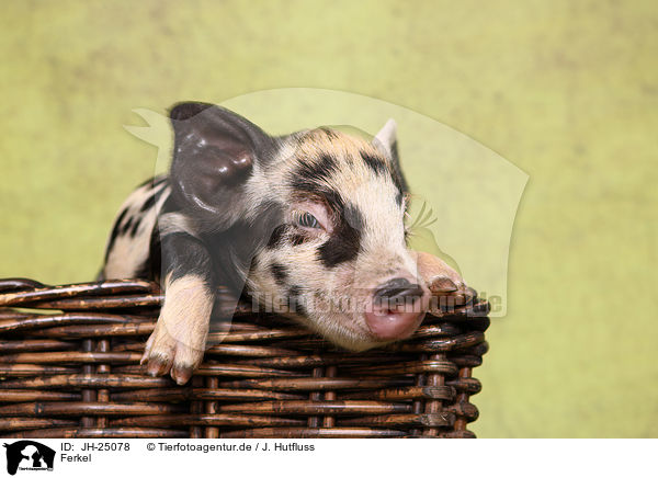 Ferkel / piglet / JH-25078