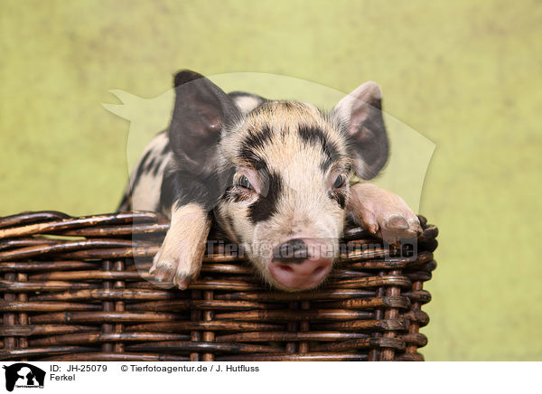 Ferkel / piglet / JH-25079