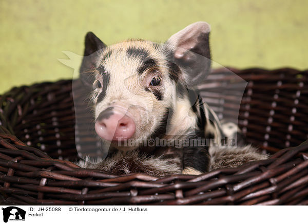 Ferkel / piglet / JH-25088