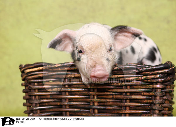 Ferkel / piglet / JH-25090