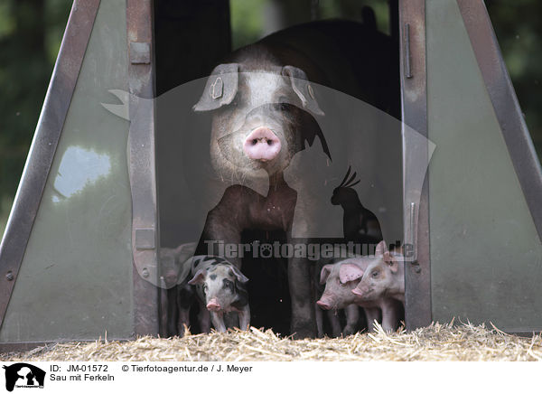 Sau mit Ferkeln / Pig with piglets / JM-01572