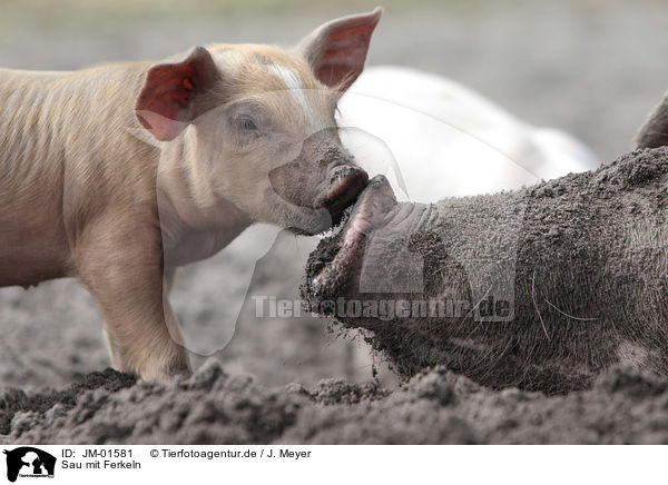 Sau mit Ferkeln / Pig with piglets / JM-01581