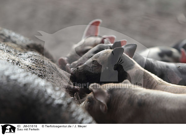 Sau mit Ferkeln / Pig with piglets / JM-01618