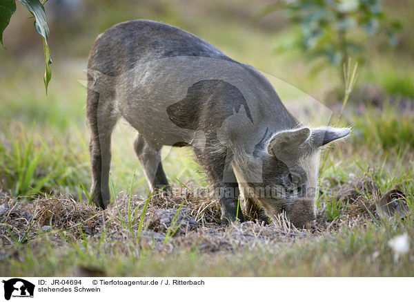 stehendes Schwein / standing Pig / JR-04694