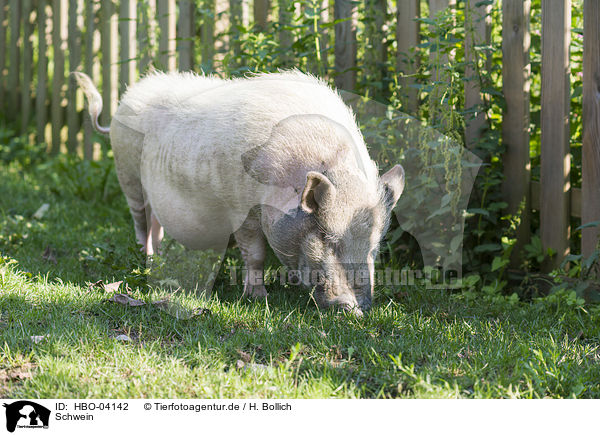 Schwein / pig / HBO-04142