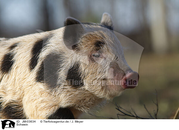 Schwein / pig / JM-03634