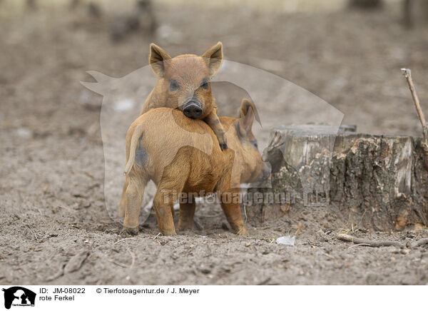 rote Ferkel / red piglets / JM-08022