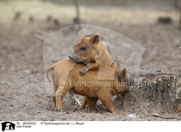 rote Ferkel / red piglets / JM-08023