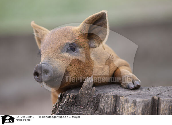 rotes Ferkel / red piglet / JM-08040