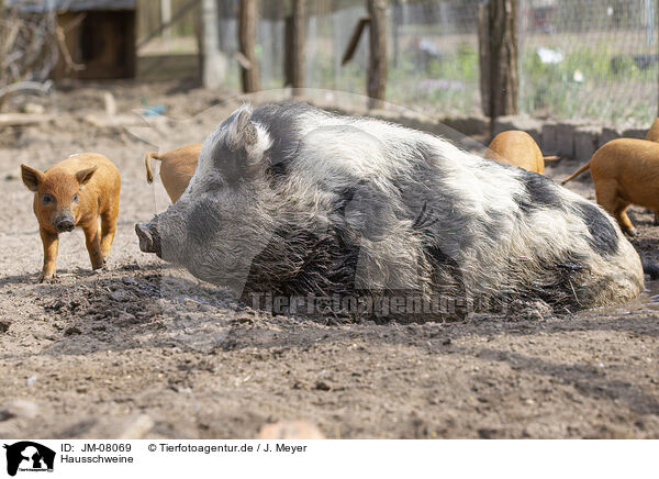 Hausschweine / domestic pigs / JM-08069