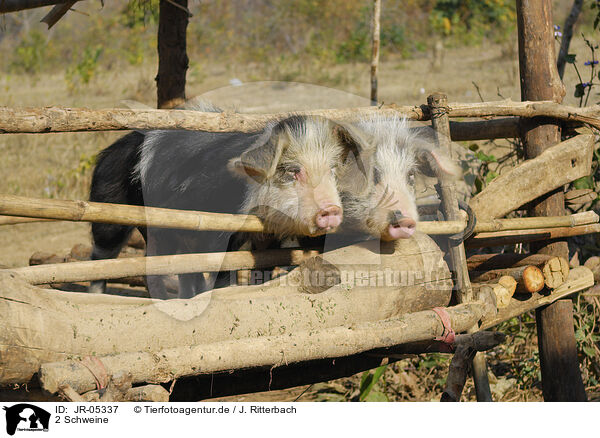 2 Schweine / 2 pigs / JR-05337