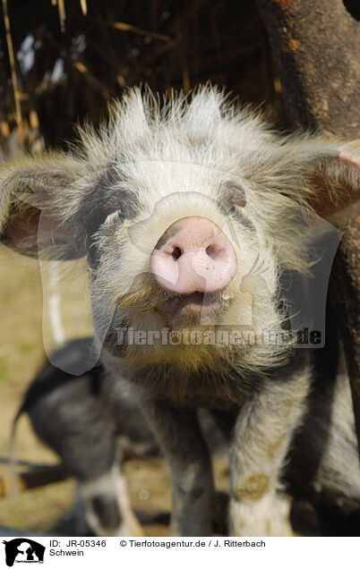 Schwein / pig / JR-05346