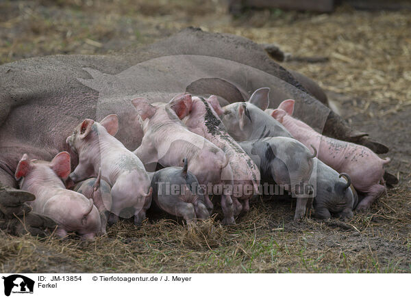 Ferkel / piglets / JM-13854