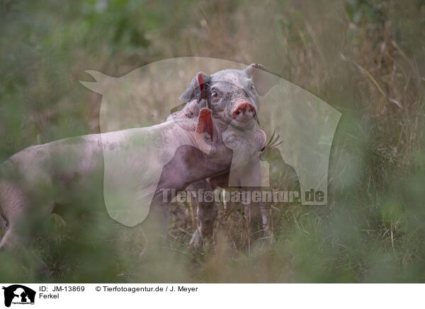 Ferkel / piglets / JM-13869