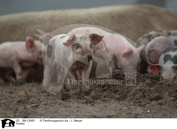 Ferkel / piglets / JM-13881