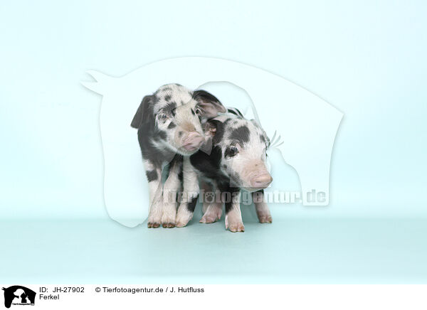 Ferkel / JH-27902