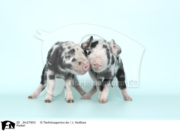 Ferkel / piglets / JH-27903