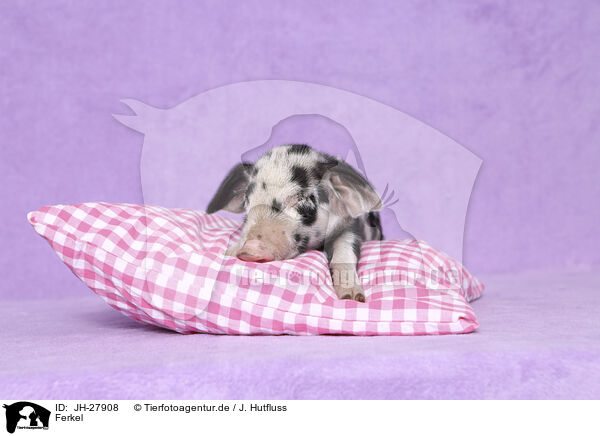 Ferkel / piglet / JH-27908