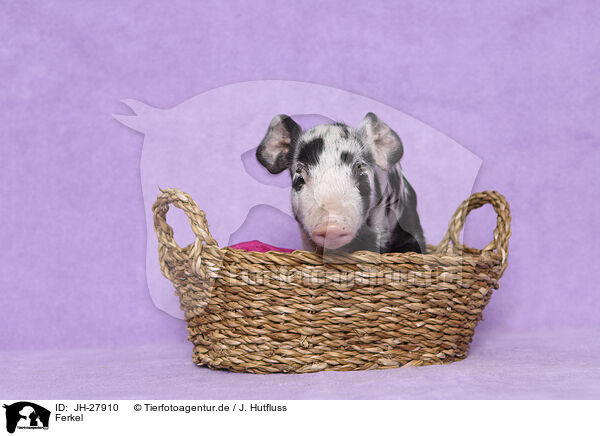 Ferkel / piglet / JH-27910