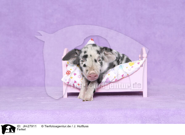 Ferkel / piglet / JH-27911