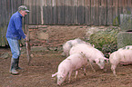 Landwirt mit Schweinen