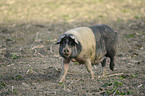 Schwein