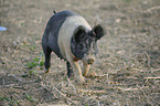 Schwein