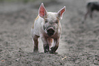 rennendes Schwein