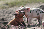 spielende Schweine