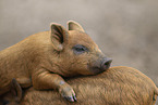rote Ferkel