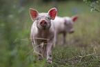 Ferkel
