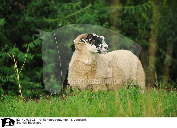 Scottish Blackface / Scottish Blackface / YJ-03502