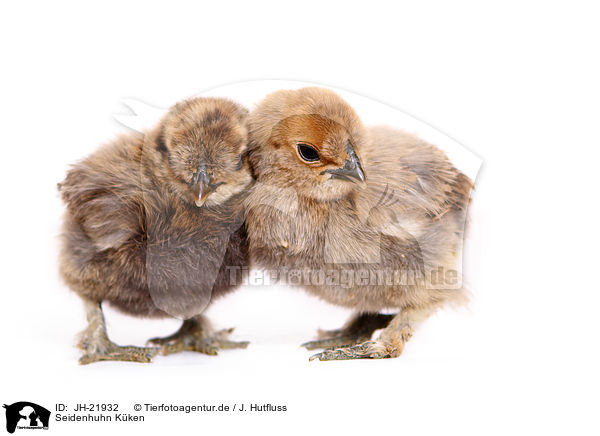 Seidenhuhn Kken / Silky Fowl chicks / JH-21932