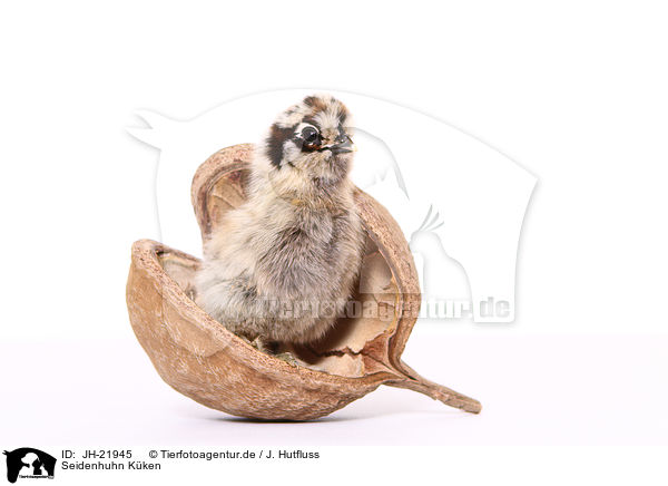 Seidenhuhn Kken / Silky Fowl chick / JH-21945