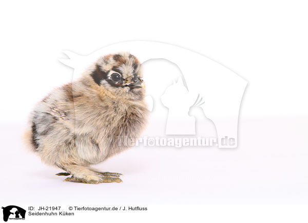 Seidenhuhn Kken / Silky Fowl chick / JH-21947